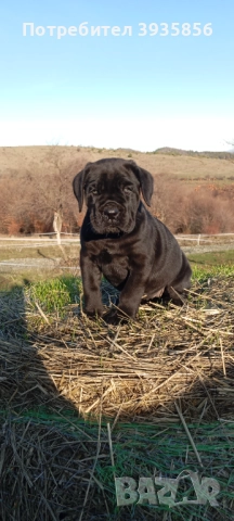 Кане Корсо женски