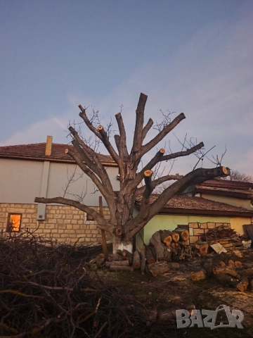 рязане, кастрене и почистване , снимка 3 - Други услуги - 43017277