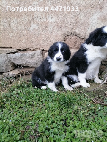 Бордър коли на два месеца 