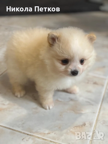 Померан мини , снимка 3 - Померан - 52597684