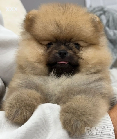 померан момченце, снимка 1