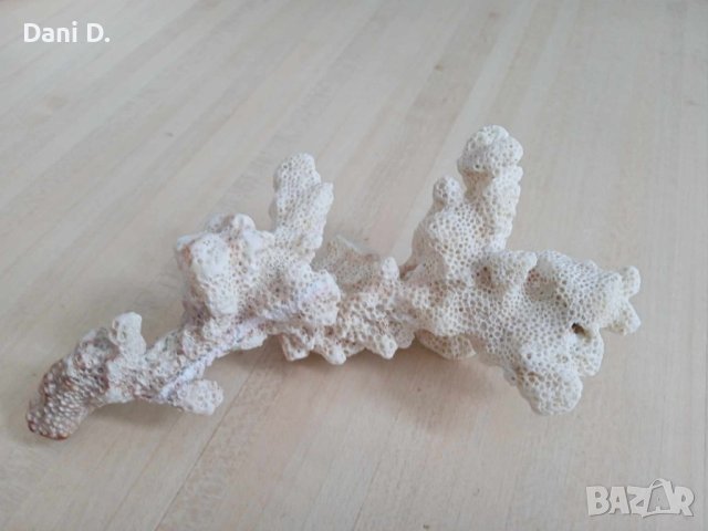 красив екзотичен корал от Малдивите, снимка 2 - Колекции - 42945654