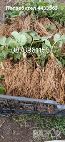 Разсад ягоди , снимка 8 - Разсади - 49982346