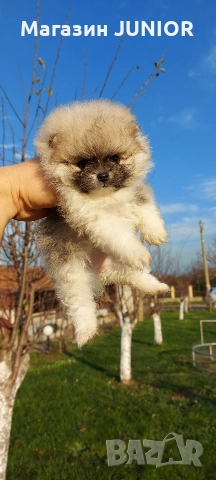 мини момиче