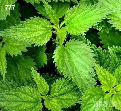 дива коприва , бъз