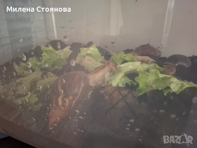 Подарявам яйца на африкански охлюви