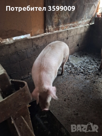 продавам прасе 