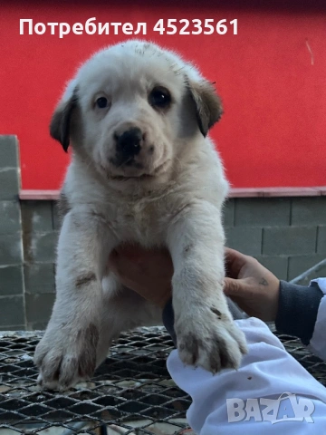 Сао-Алабай, снимка 9 - Алабай - 53023409