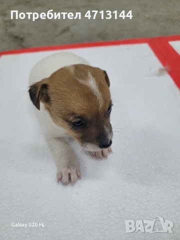 Джак Ръсел , снимка 2 - Джак ръсел териер - 53147122