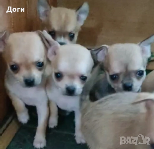 Продавам чихуахуа , снимка 7 - Чихуахуа - 51640490