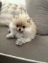 померан чистокръвен , снимка 4
