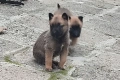 Белгийска овчарка Малиноа , снимка 1