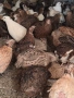 Продавам Оплодени Домашни   Яйца  от Пъдпъдъци , снимка 5