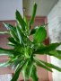 Драцена с 10 стебла, снимка 4