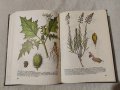 Атлас на лечебните растения в България , снимка 4