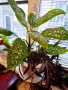 Дифенбахия + Пурпорно сърце, снимка 3
