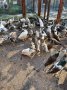 Ферма за пауни с.Сусам продава 20 разновидности пауни на различна възраст, снимка 9