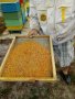 пчелен прашец реколта 2023