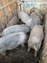 Продавам прасета, снимка 2
