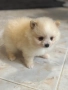Померан мини , снимка 3