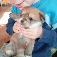 Продаваме мини кученца!, снимка 6 - Померан - 43668849