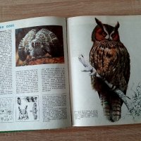 Ретро детски-енциклопедии  от80-те години, 3броя за33лв, снимка 12 - Детски книжки - 43601391