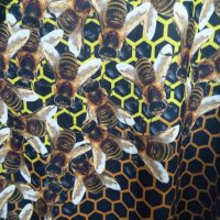 Тениска с Пчелички, снимка 5 - За пчели - 28502701
