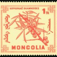 Диви горски плодове на Монголия-8 марки, 1968 г., Монголия, снимка 6 - Филателия - 27971987