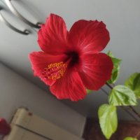 Китайски рози цвят червен празен фуния, снимка 2 - Стайни растения - 34949038