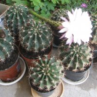 Кактус   Ехинопсис  /  Echinopsis, снимка 4 - Стайни растения - 37305465