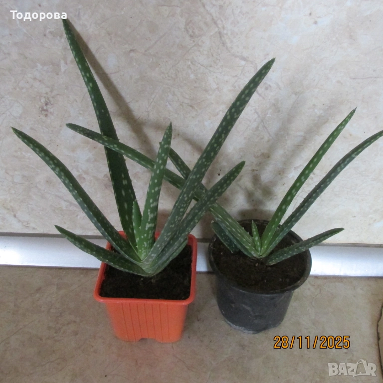 алое, восъче, драцена, дифенбахия, снимка 1