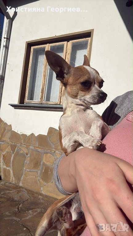 Чихуахуа , снимка 1
