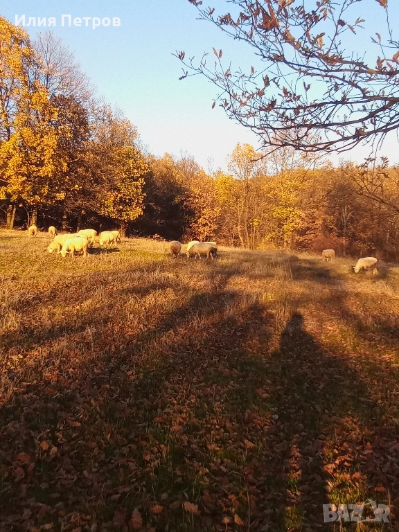 овце , снимка 1