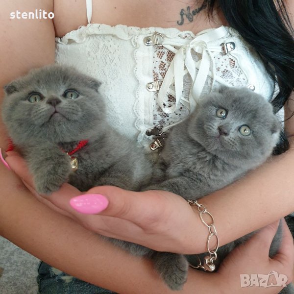 Шотландски клепоухи котета на 2 месеца, снимка 1