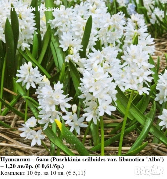 Пушкиния – бяла (Puschkinia scilloides var. libanotica 'Alba') – луковици, снимка 1