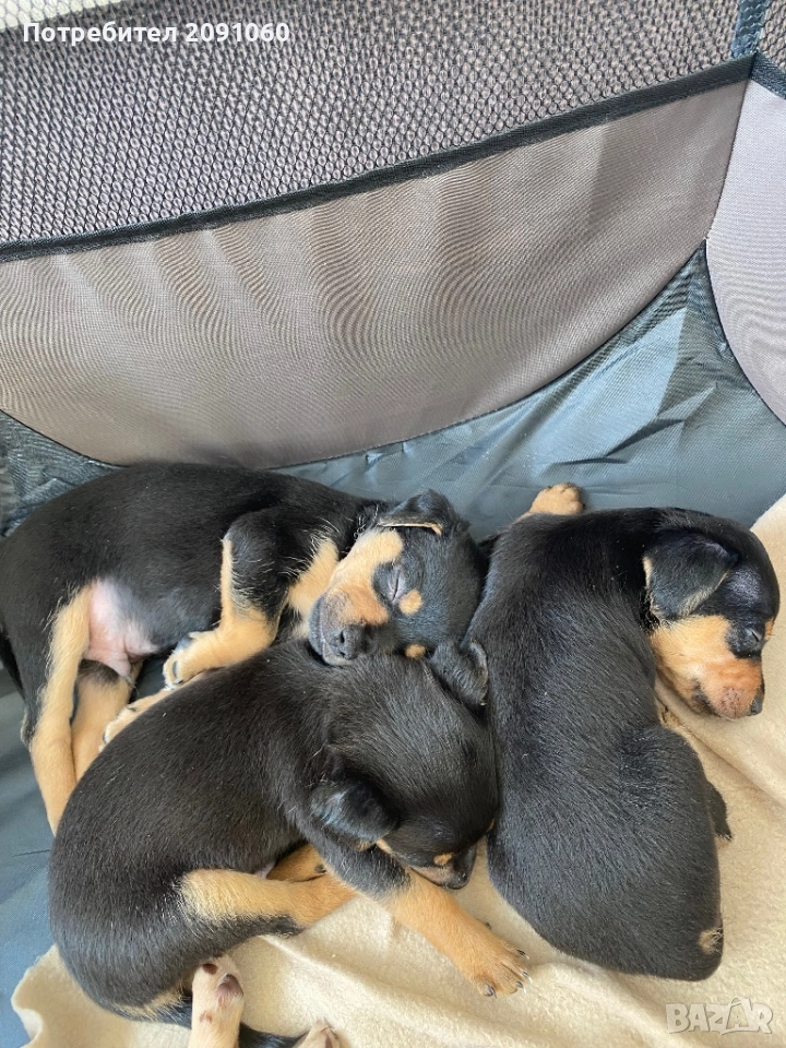 Подарявам Сладки малки кученца, снимка 1