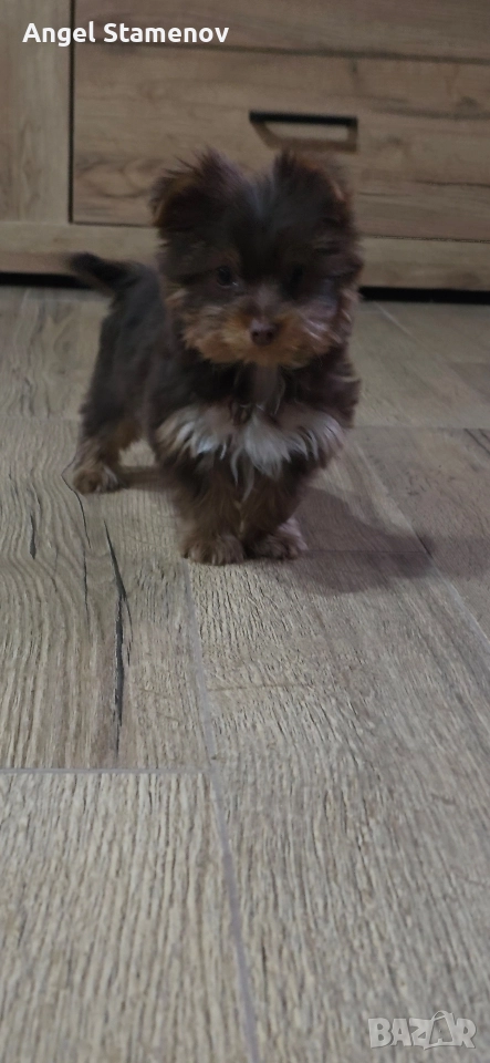 Йорки бивер мини шоколадово момченце!, снимка 1