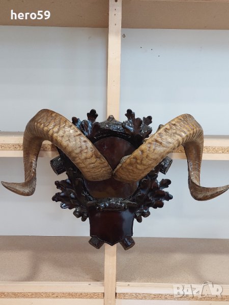 RRR-Рога от Алпийски овен(alpiner Widder) 1900 год., снимка 1