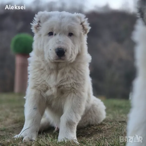 Средноазиатска овчарка–Алабай, снимка 1