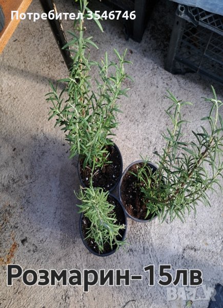 розмарин , снимка 1