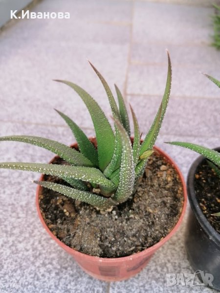 Цветя, снимка 1