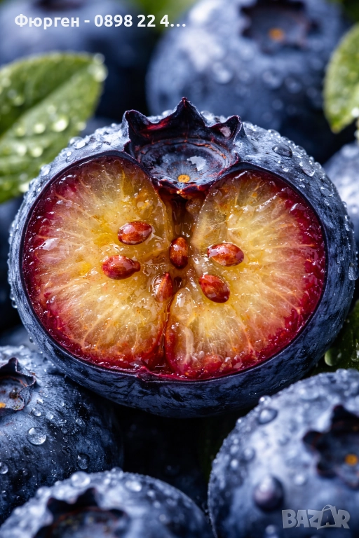 Боровинка - Разсад и замразен плод, снимка 1