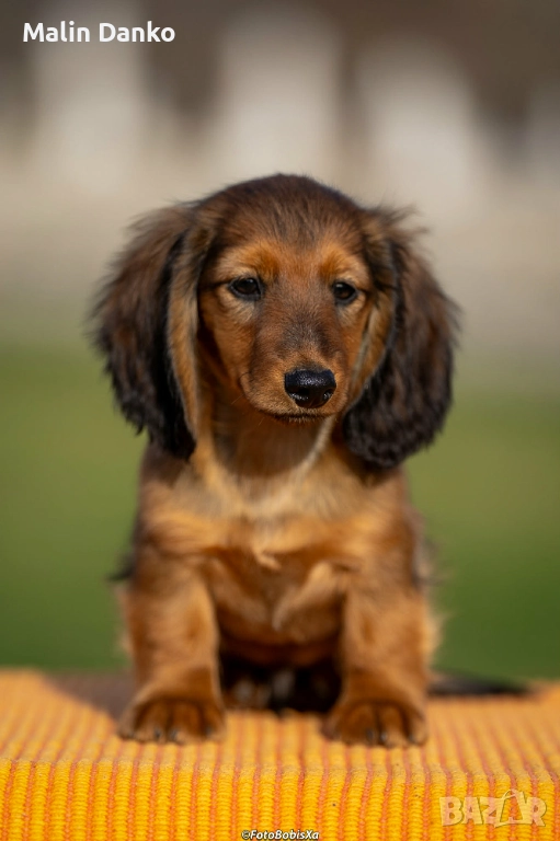  Дългокосмест  дакел, снимка 1