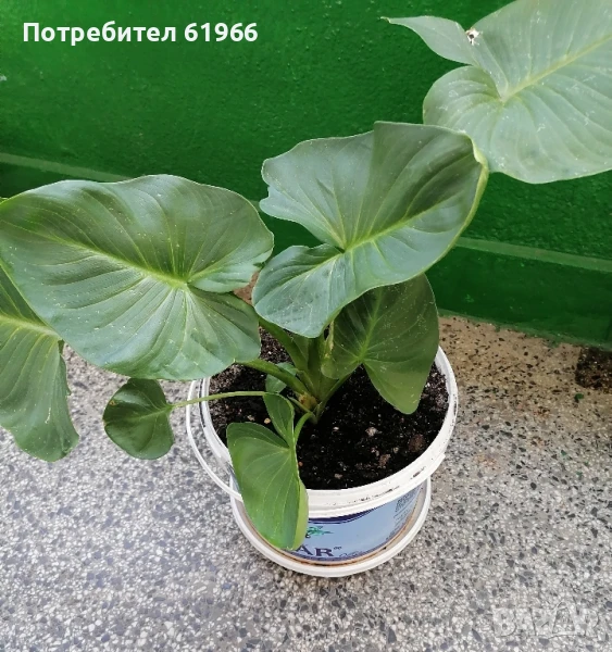 Студоустойчива бяла кала! , снимка 1