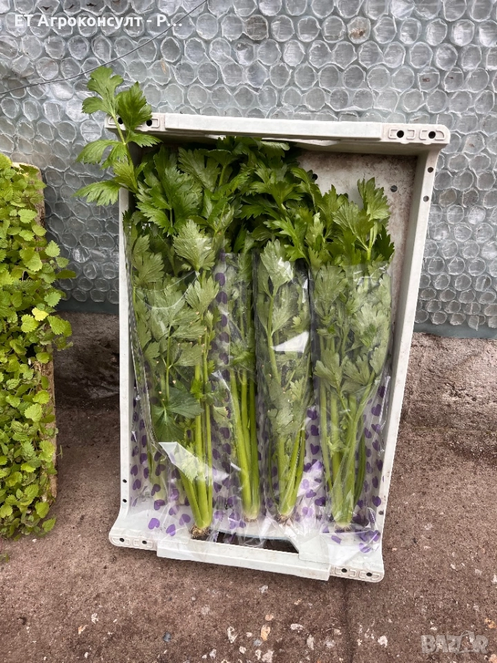 Дръжкова Целина / Селъри сорт Tango, снимка 1