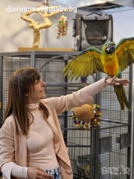 Милиголд ара, хибрид, снимка 1