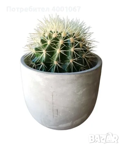 кактус, снимка 1