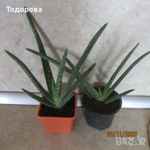 алое, восъче, драцена, дифенбахия