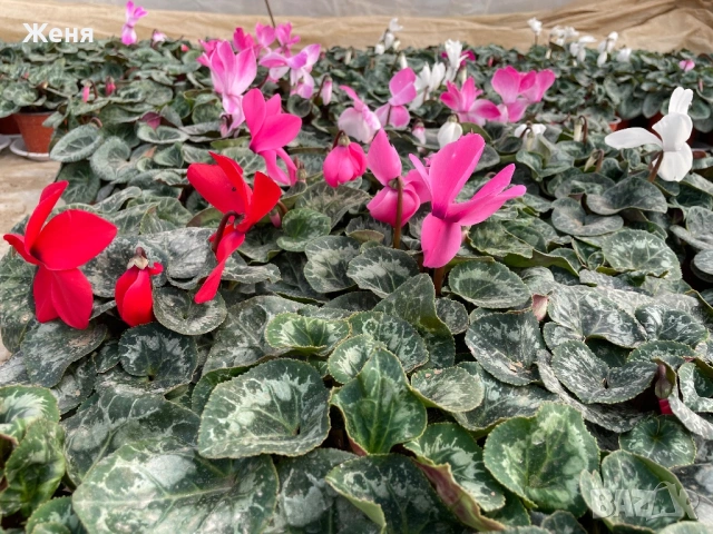 Уникална циклама ТОП !!!