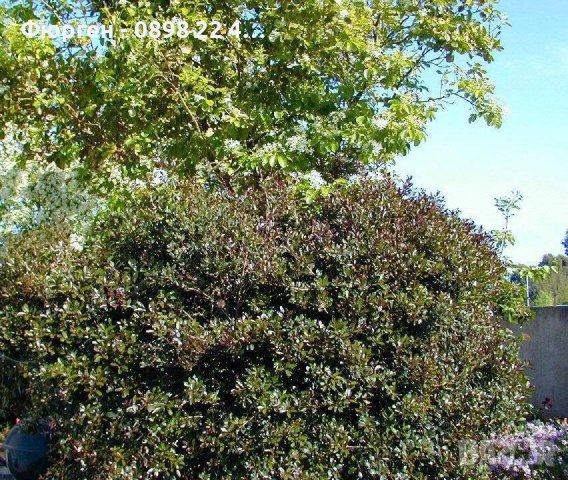 Османтус - osmanthus purpureus, снимка 6 - Разсади - 43887698